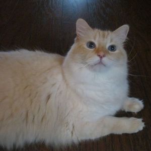 Meet your Posher, Sadie